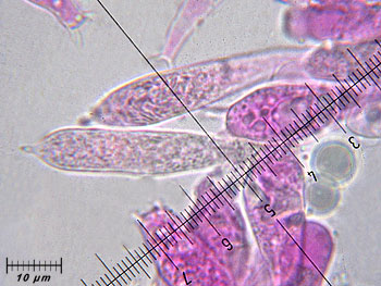 russfragilis_imenio2 (40K)