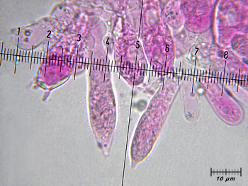 russfragilis_imenio5 (40K)