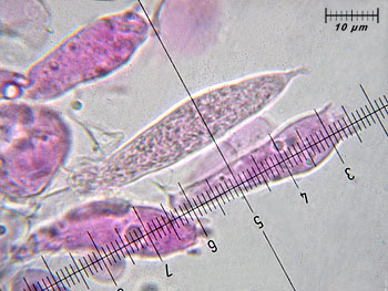 russfragilis_imenio6 (40K)