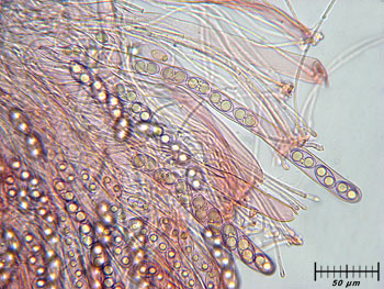 tarzettacatinus_aschi1 (52K)