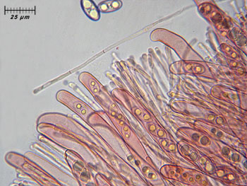 tarzettacatinus_aschi12 (38K)