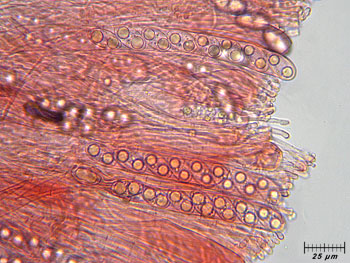 tarzettacatinus_aschi5 (46K)