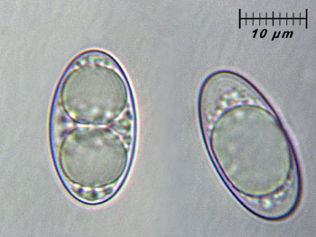 tarzettacatinus_spore1 (22K)