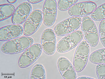 tarzettacatinus_spore17 (36K)