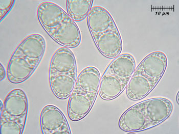 tarzettacatinus_spore18 (31K)