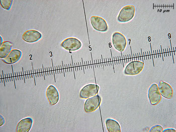 trichsulphureum_spore1 (33K)