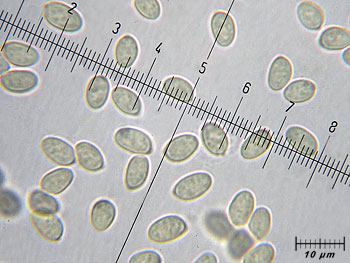 tubhiemalis_spore5 (38K)