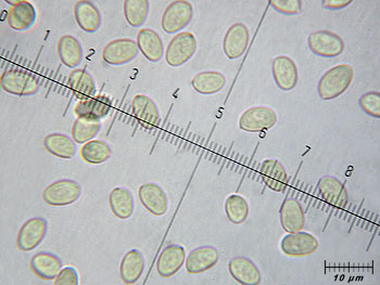 tubhiemalis_spore6 (31K)