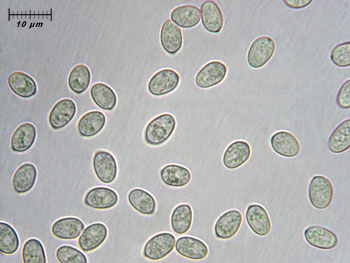 tubhiemalis_spore8 (24K)