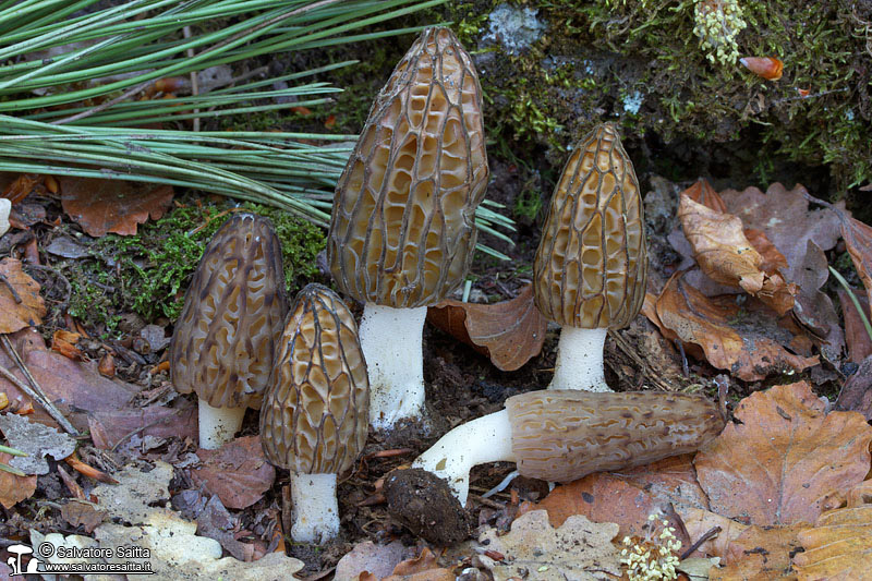 Morchella conica foto 1