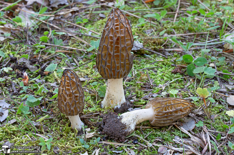 Morchella conica foto 2