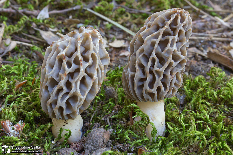 Morchella conica foto 3