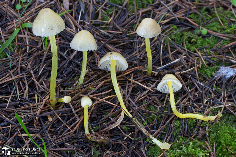 Mycena epipterygia foto 1