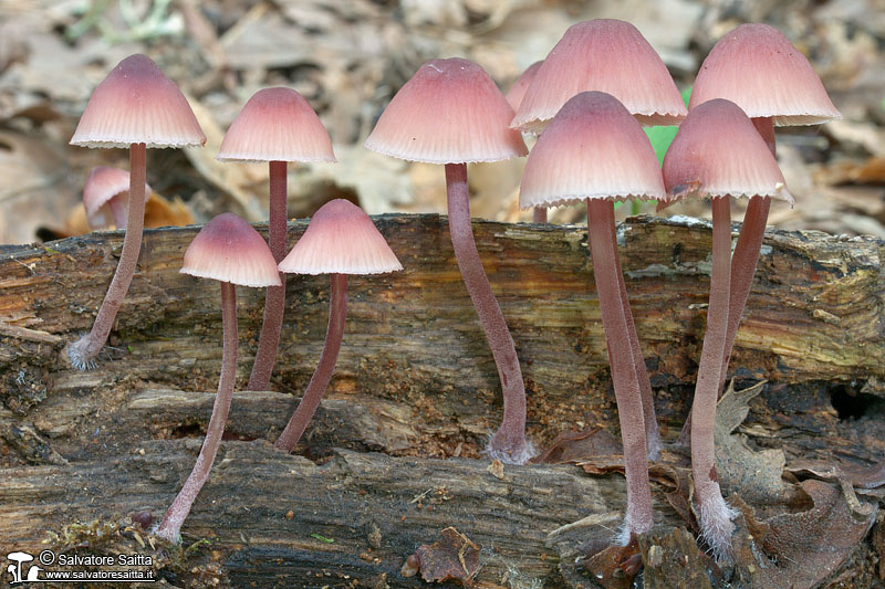 Mycena haematopus foto 1