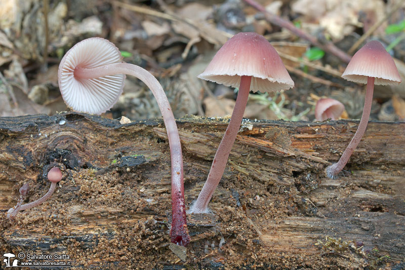 Mycena haematopus foto 2