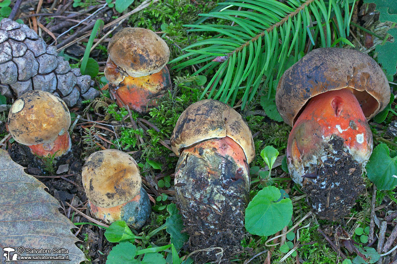 Neoboletus praestigiator foto 3