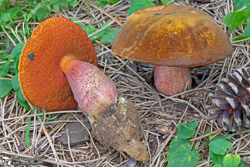 Neoboletus praestigiator foto 4