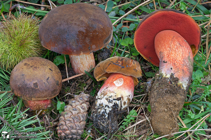 Neoboletus praestigiator foto 5