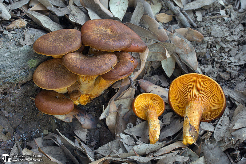 Omphalotus olearius foto 1