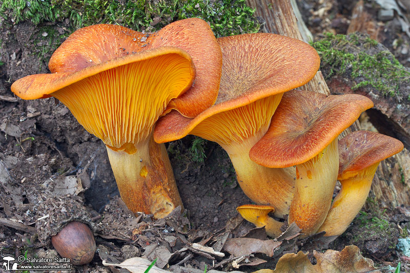 Omphalotus olearius foto 2