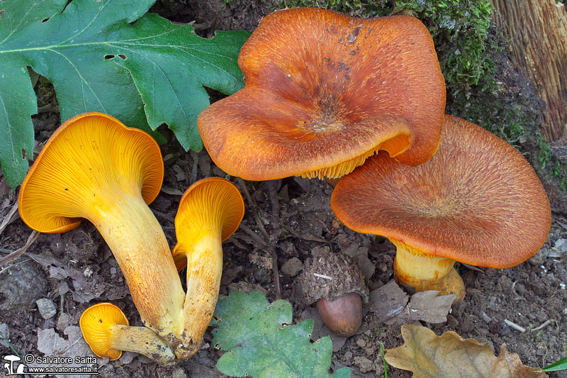 Omphalotus olearius foto 3