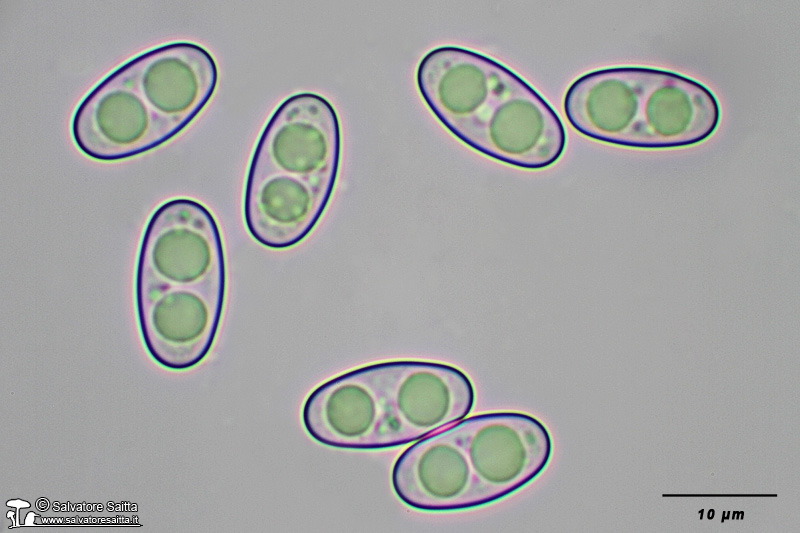 Otidea alutacea spore foto 1