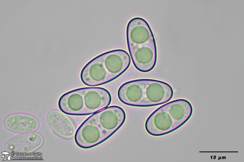 Otidea alutacea spore foto 2