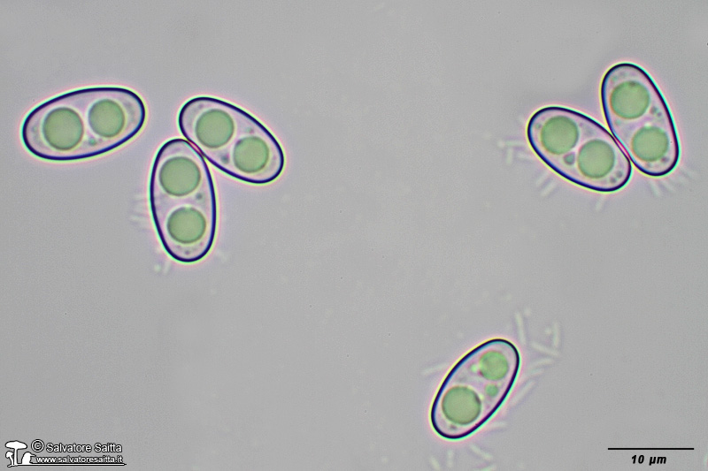 Otidea alutacea spore foto 3