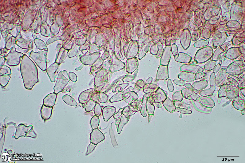 Otidea alutacea excipulum ectale foto 2