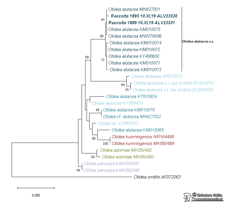 Otidea alutacea albero filogenetico ITS