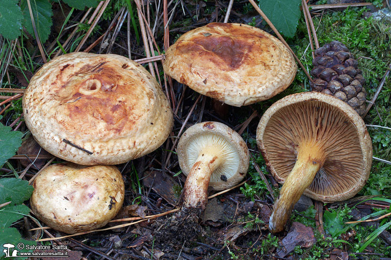 Paxillus involutus foto 1