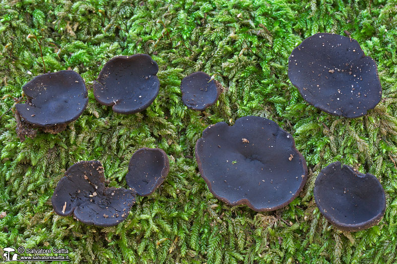 Peziza muscicola foto 1