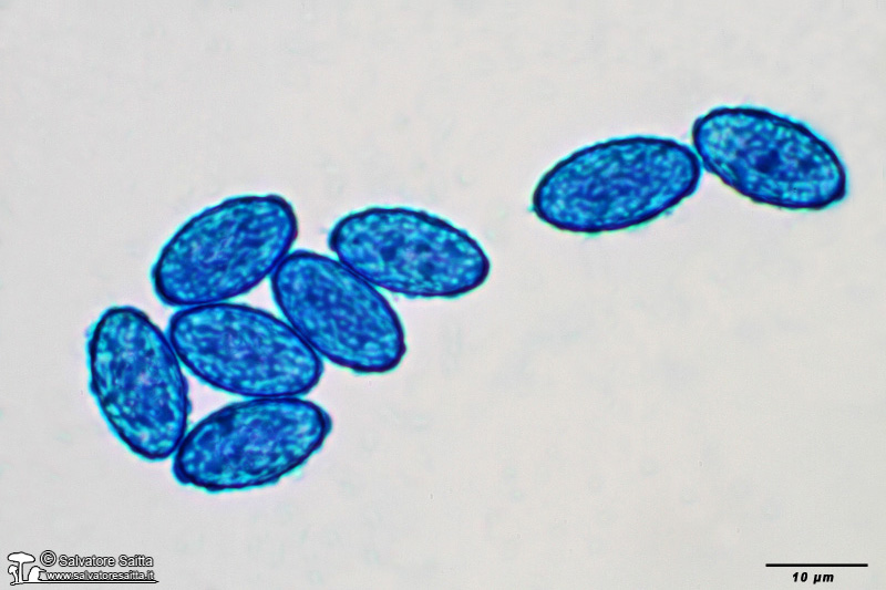 Peziza muscicola spore foto 1
