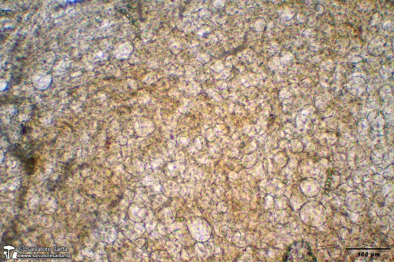 Peziza saccardoana excipulum foto 3