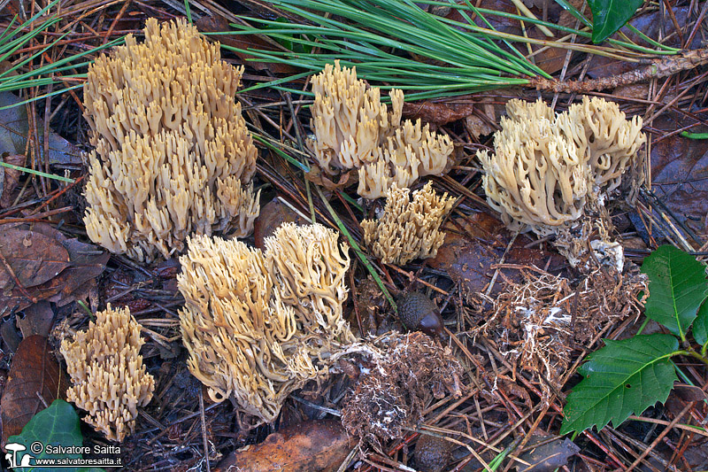 Phaeoclavulina carovinacea foto 2