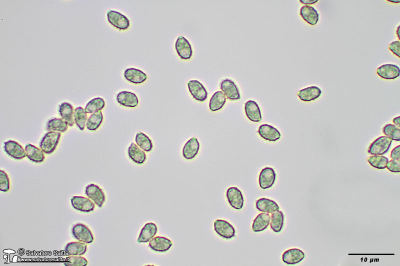 Phaeoclavulina minutispora spore foto 1