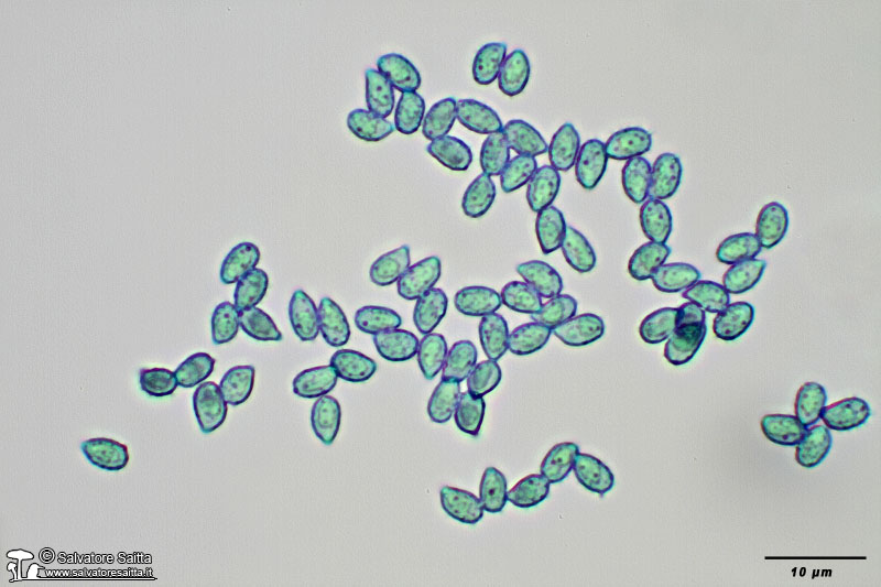 Phaeoclavulina minutispora spore foto 2