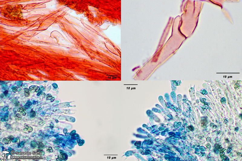 Phaeoclavulina minutispora imenio e ife foto 1