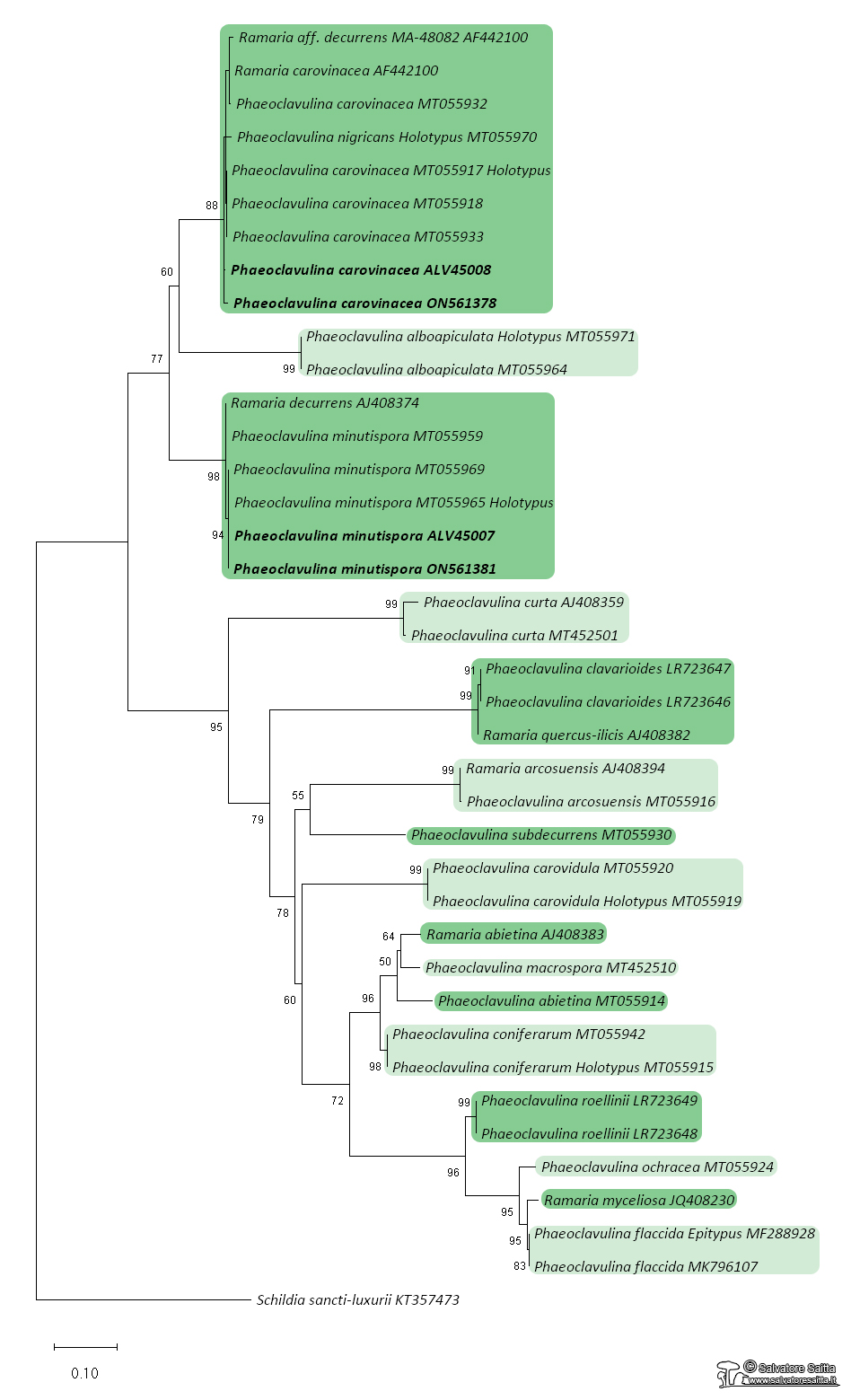 Phaeoclavulina albero filogenetico