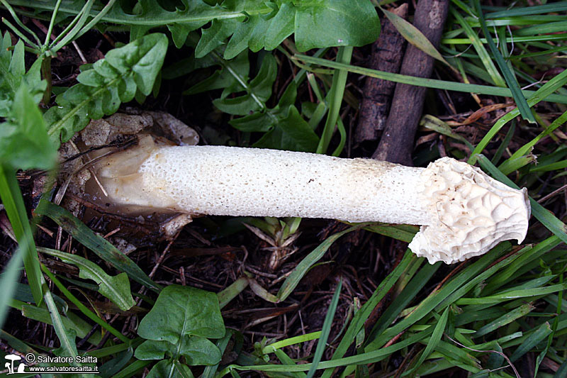 Phallus impudicus foto 1