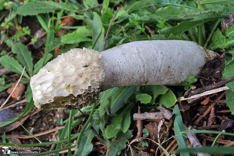 Phallus impudicus foto 2