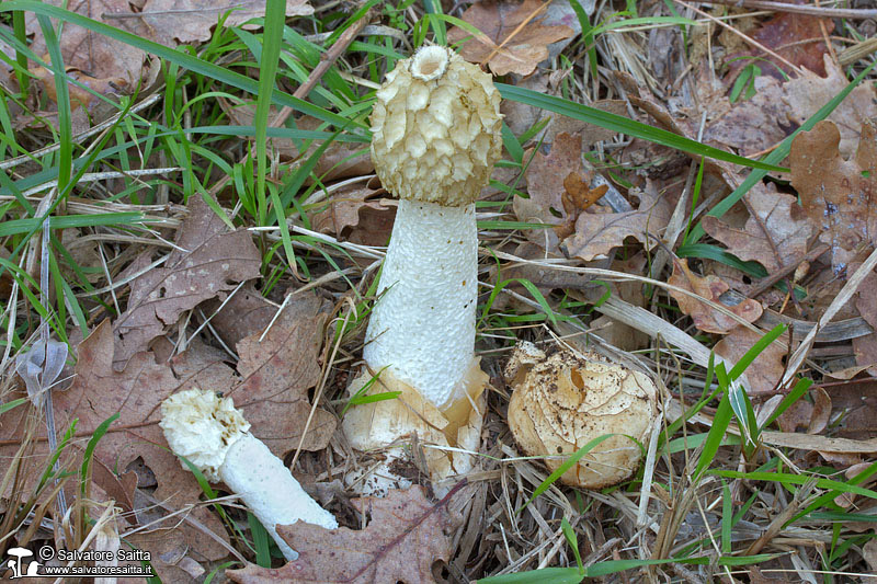 Phallus impudicus foto 3