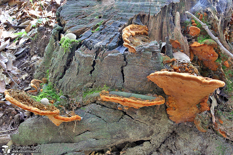 Phellinus torulosus foto 4