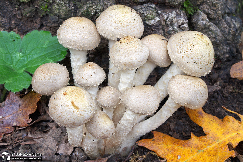 Pholiota gummosa foto 1