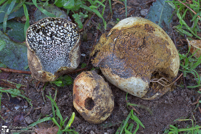 Pisolithus arhizus foto 1