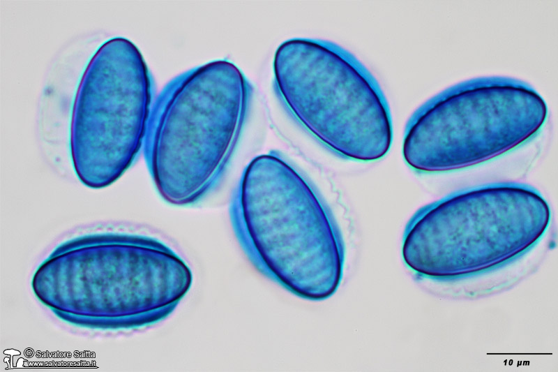 Plectania rhytidia spore foto 1