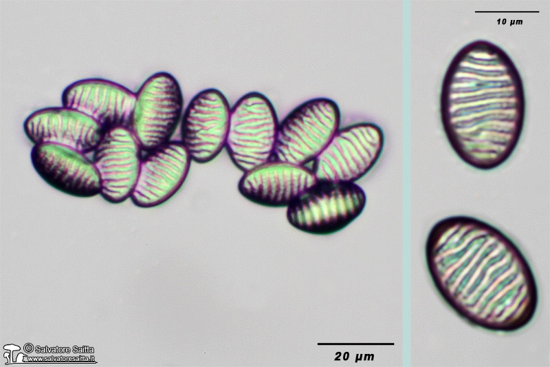 Plectania rhytidia spore foto 2