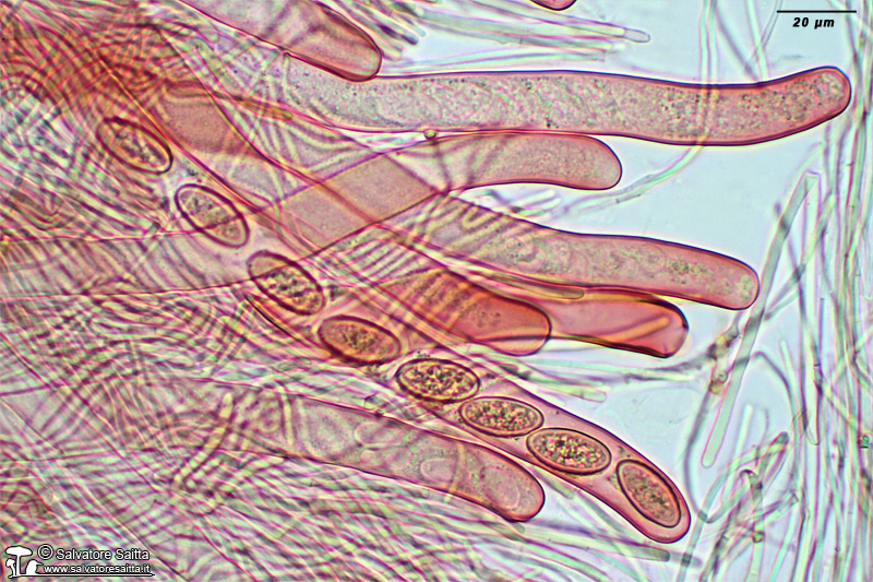 Plectania rhytidia aschi foto 1
