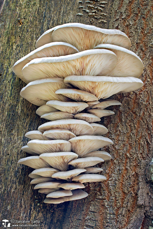 Pleurotus ostreatus foto 1