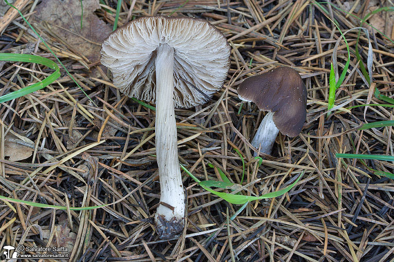 Pluteus griseopus foto 1